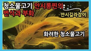 안시롱핀의 번식시기 와 부화방법 및 주의사항 - 열대어박사- 물생활 -열대어키우기