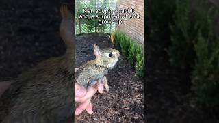 Rescue a baby rabbit #animalshorts #shortvideo #animalrescue