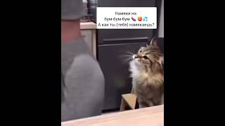 Кот и Кусь за попу 🐱 #кот #cat #смешныеживотные