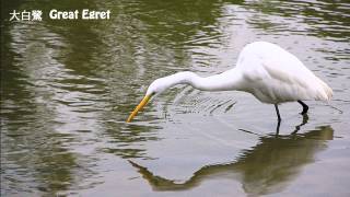 美麗的鷺科鳥類 Beautiful Heron ( Ardeidae )