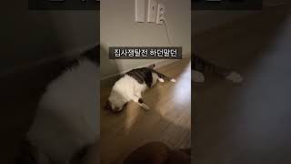 하루종일 누워있지만 피곤한 고양이 #cat #고양이 #애교냥 #귀여운 #왜 #피곤해