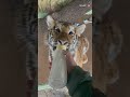 cute tiger cub wholesomely sucks bottle of milk