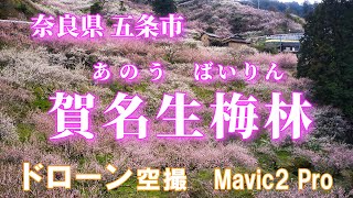 【ドローン空撮(4K映像)】奈良県五條市 西吉野の『賀名生梅林（あのう）』　＜空撮ドローン：DJI社 Mavic2 Pro＞