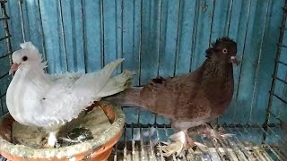 ফিলবেক কবুতর বিক্রি হবে | Frillback pigeon | ভিডিও -১৩১