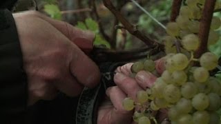 Pas-de-Calais: vendanges dans le bassin minier