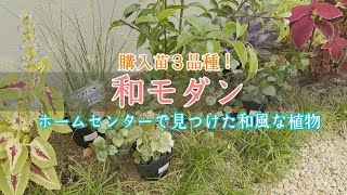 【ガーデニングvlog】和モダン┃購入苗3品種┃ホームセンターで見つけた和風な植物♪