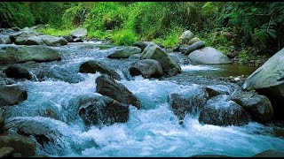 Relaxing River Sounds White Noise for Sleep for Stress Relief Mountain Stream in Green Forest