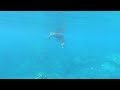 monk seals maui underwater life