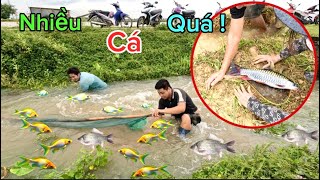 Cả Làng Đổ Xô Ra Đồng Bắt Cá Dầm Sau Bão Và Tin Buồn Chú Nghiêm Mất Rồi | HUY ANH TV