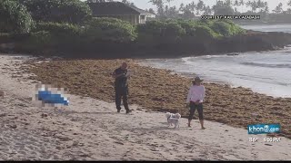 The tragedy of the missing swimmer in Kailua has some saying Kailua Bay should have more lifeguards