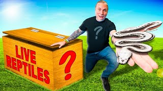 Opening the Mystery Box of Snakes!