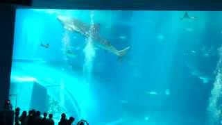 『沖縄美ら海水族館』-ジンベイザメ　ジンタ-