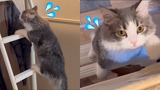 愛猫がついにハシゴを使ってロフトベッドに登れるようになりました！！