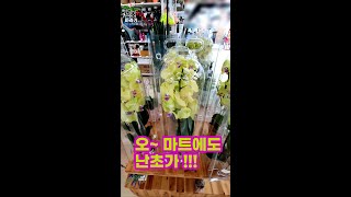 마트에서 파는 난초