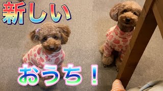 犬の執念深いおねだりが可愛すぎた！新しいおうちも！【トイプードルそぼろ＆ニコ】