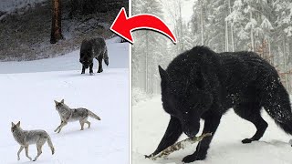 Largest Wolves You WONT'T Belive Exist!