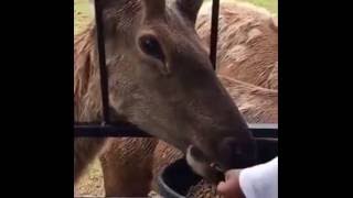 Amish Zoo Visit in Shipshewana, Indiana