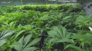 Lawmakers launch recreational marijuana bills