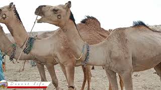 Two brown camel || Young camel | Thari camel