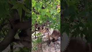 木登りにチャレンジするのんちゃん😼