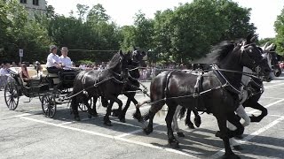 Fiera equina Ivrea San Savino 2015 - Attacco a 5 cavalli frisoni e ungherese