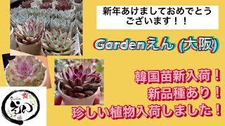 【Gardenえん】#011 祝2023年！韓国苗エケベリア、多肉植物、観葉植物、レアな植物入荷しました！