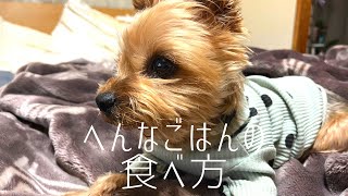 【ヨーキー】ごはんたべる？たべない？