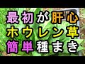 ホウレン草　自然農法　無農薬・不耕起最初が肝心　かんたん栽培 　極力簡単な作り方を考える　１分もかからない種まき