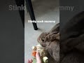 bunny sniffs my stinky sock