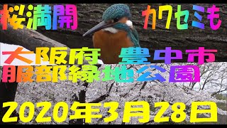 服部緑地　桜満開　大阪府　豊中市　2020 3 28