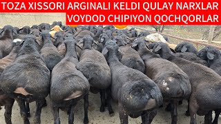 TAROZIGA XAM KELADIGAN DAXSHAT TOJIK SO'RT 200kg BO‘LADIGAN XISSORI QO‘CHQORLAR KELDI