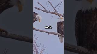 🦅 How Male Eagles Choose Their Mate: A Fascinating Journey! 🦅