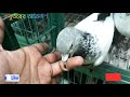 কবুতর হাত খেয়ে ফেললো কবুতরের আক্রমণ। pigeon attack.🕊️🕊️🕊️