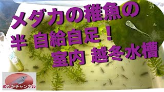 失敗しない屋内のメダカの稚魚越冬は、半自給自足の越冬稚魚水槽です。