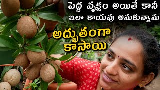 Grow Sapota Plant  ఇలా కాయవు అనుకున్నాను అద్భుతతంగా కాసాయి || TELUGU GARDEN VLOG