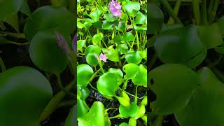 Pond w/ Water Hyacinth #nature #travel #facts #fact #naturelovers #plants #plantlife #garden