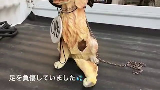 わんこの湯交野市 看板犬のタロウが負傷したの巻