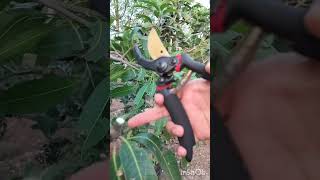 How to Prune a BananaMango Plant? | మామిడి కొమ్మ కత్తిరింపు ఎలా చేయాలి ? #branchpruning #mangotrees