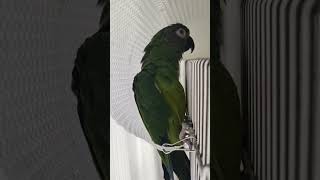 シモフリインコ　Dusky Conure コニーちゃん♀