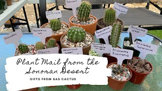 Plant Mail from the Sonoran Desert | Sas Cactus
