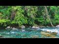 Serene River Sounds in the Forest 🌿 Natural White Noise