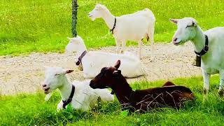 Alpine Serenity: Swiss Goats Amidst Beautiful Nature Drift to Sleep Next to Me!