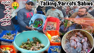 Biggest Exotic Parrots Market in Karachi Cheapest Exotic Parrot  Lalukhet Birds Market@SYEDBIRDS