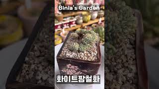 #비니아 #화이트팜철화 #화이트파무#다육식물 #succulent