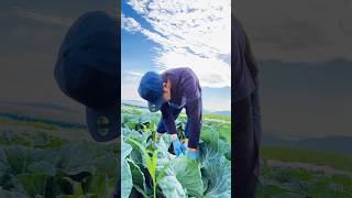 キャベツの収穫「Cabbage harvest」양배추 수확#farming #shorts