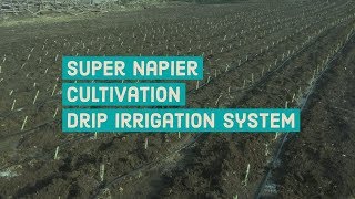 super napier cultivation drip irrigation system