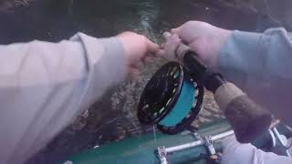 Flyfishing for Murray Cod on topwater in Victoria