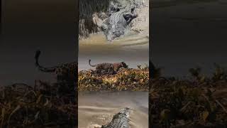 LEOPARD TRAPPED IN CROCODILE TERRITORY #shorts #short #crocodile #leopard #animals