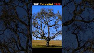 THE THINKING TREE🧠🌲😱#viral #facts #trending #shorts #tree #thethinkigtree#factsinhindi #viralvideo