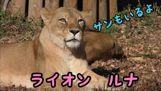 ライオン　ルナちゃんとサンくん　朝だけれど眠そうですね　【東山動物園】Lion Luna-chan Sun-kun Higashiyama Zoo